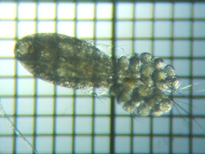 fig.02 �P���~�W���R��