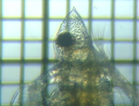 fig.04 �n���i�K�~�W���R�i�듪�j