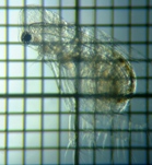 fig.06 �I�I�A�^�}�~�W���R