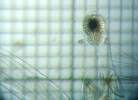 fig.07 �m���i�����j