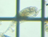 fig.08 �l�Y�~�����V