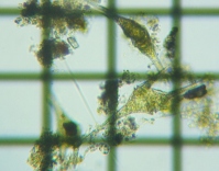 fig.09 �c�m�I�r���V