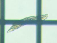 fig.10 �~�h�����V�̂P��