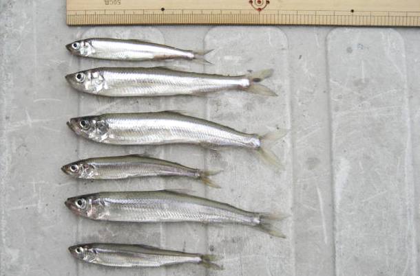 fig.01 ���J�T�M����