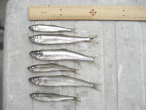 ��א���{�[�g��