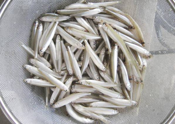 fig.01 ���J�T�M����
�g�������l���̈ꕔ