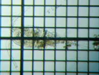 fig.01 �P���~�W���R��