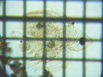 fig.02 �n���i�K�~�W���R