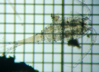 fig.02 �P���~�W���R��