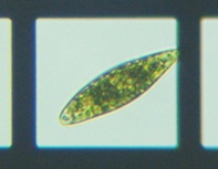 fig.03 �~�h�����V�̂P��