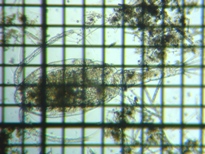 fig.01 �P���~�W���R��