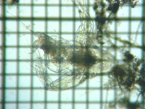 fig.02 �I�I�A�^�}�~�W���R