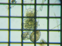 fig.03 �c�{�����V