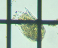 fig.04 �u�^�y�X�g�c�{�����V