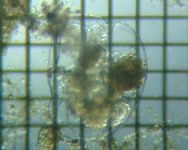 fig.05 �t�N�������V