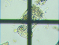 fig.06 �n�l�E�f�����V