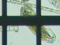 fig.07 �l�Y�~�����V