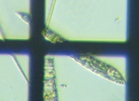 fig.08 �~�h�����V�̂P��