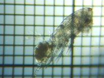 fig.01 �P���~�W���R��