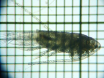 fig.02 �q�Q�i�K�P���~�W���R