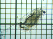 fig.03 �n���i�K�~�W���R�i�듪�j