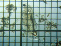 fig.04 �n���i�K�~�W���R�i�ۓ��j