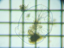 fig.05 �t�N�������V