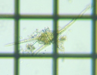 fig.06 �c�m�I�r���V