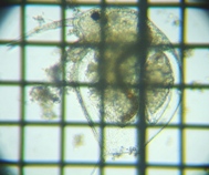 fig.01 �]�E�~�W���R