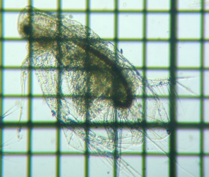 fig.01 �I�I�A�^�}�~�W���R��