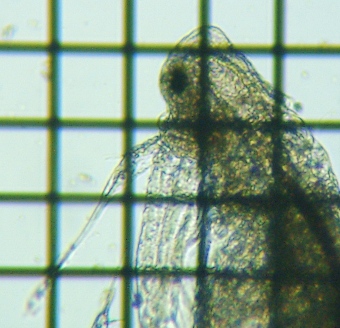 fig.02 �I�I�A�^�}�~�W���R��
��P�G�p������