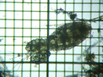 fig.02 �P���~�W���R��