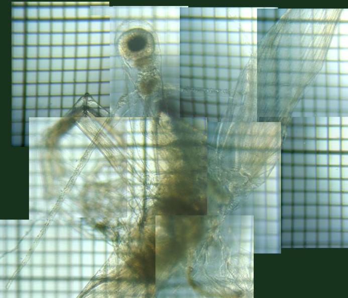 fig.01 �m�����i�����j