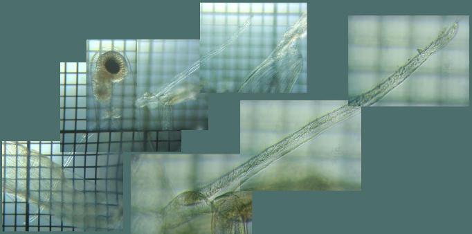 fig.02 �m�����i�����j
�i��F���@���F���j