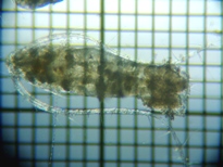 fig.03 �q�Q�i�K�P���~�W���R