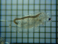 fig.04 �n���i�K�~�W���R�i�듪�j