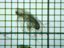 fig.05 �I�I�A�^�}�~�W���R��