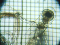 fig.06 �m�����i�����j