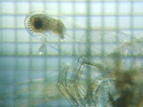 fig.07 �m�����i�����j