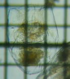 fig.08 �t�N�������V