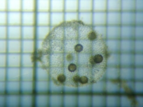 fig.09 �{���{�b�N�X