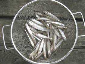 ��א���{�[�g��