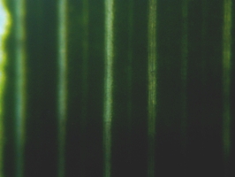 fig.02 �K�}�̗t�i�\�ʁj