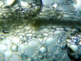 fig.06 �K�}�̗t