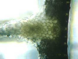 fig.07 �K�}�̗t