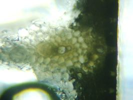 fig.10 �K�}�̗t