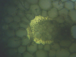 fig.08 �K�}�̗t