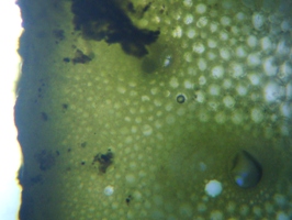 fig.02 �n�X�̌s�i�t���j