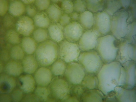 fig.03 �n�X�̌s�i�t���j