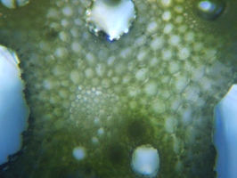 fig.04 �n�X�̌s�i�t���j